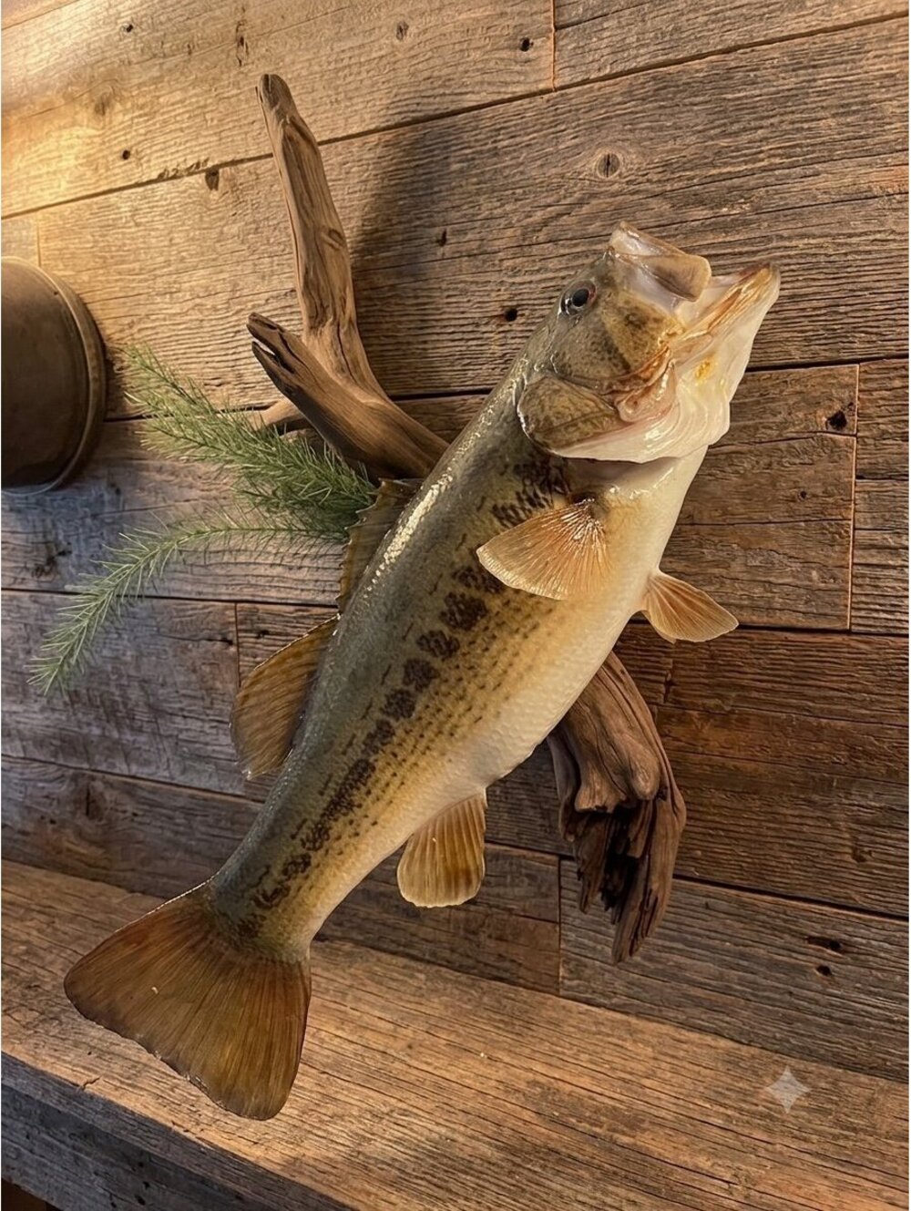 Nice Large Mouth Black Bass Taxidermy Fish 19” to 20” On Drift Wood